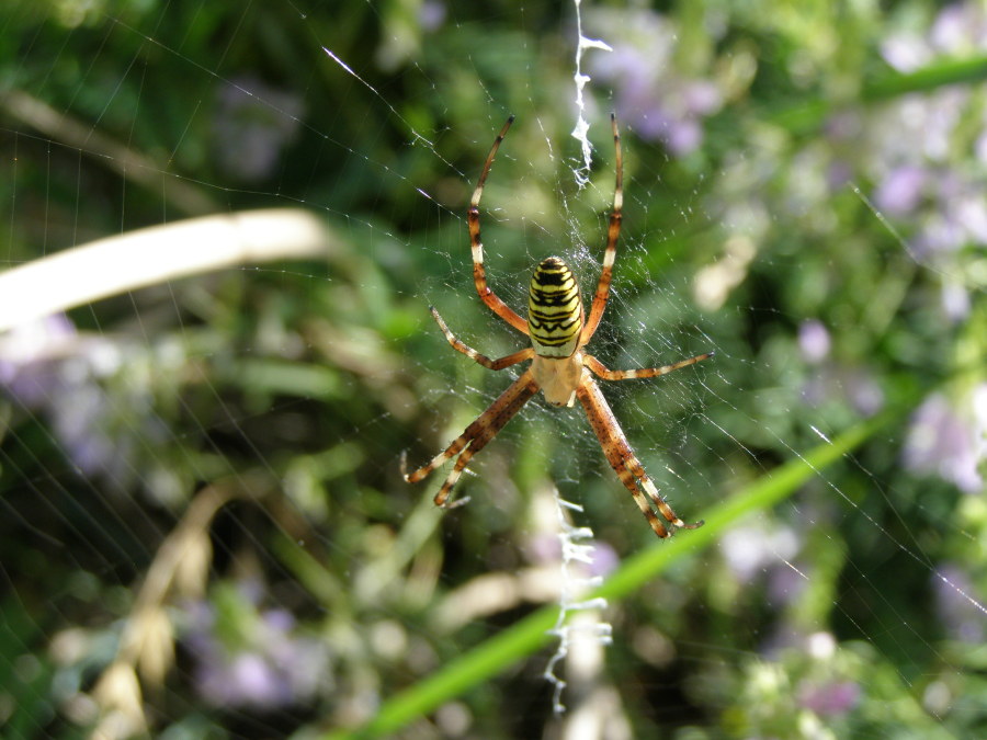 Argiope bruennichi